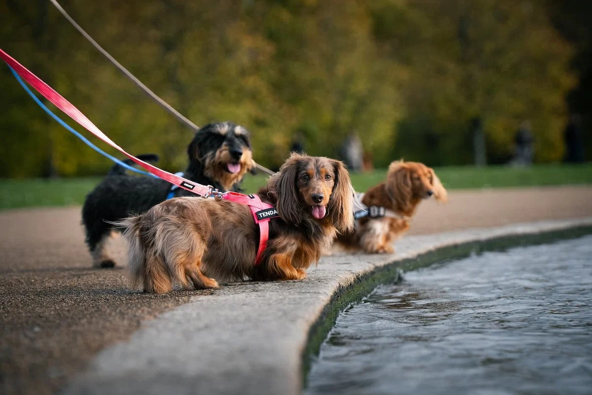 Trois chiens en promenade, harnais Aquelie
